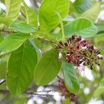 Hirtella paniculata Flor