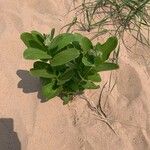 Asclepias arenaria Leaf