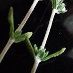 Teucrium capitatum Leaf