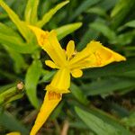 Iris pseudacorus Lorea