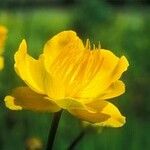 Trollius chinensis പുഷ്പം