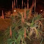 Aloe arborescens Облик