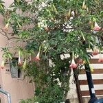 Brugmansia versicolor Blomst