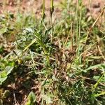 Monsonia angustifolia Fruit