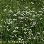 Oenanthe globulosa Агульны выгляд