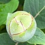 Hydrangea involucrata Blüte