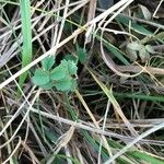 Potentilla sterilis ഇല