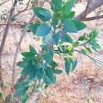 Nicotiana glauca List