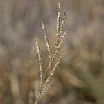 Urochloa trichopus Fruit