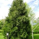 Calocedrus decurrens Tervik taim