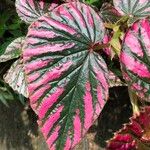 Begonia brevirimosa Leaf