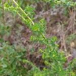 Adenocarpus complicatus Leaf