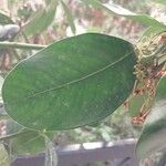 Acokanthera oppositifolia Leaf