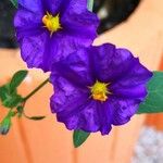 Lycianthes rantonnetii Fula