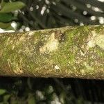 Pradosia ptychandra Bark