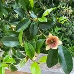 Magnolia figo Flor