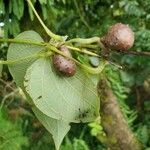 Dioscorea bulbifera Лист