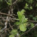 Salix laggeri Feuille