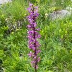 Dactylorhiza elataFlower