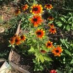 Rudbeckia trilobaFlower