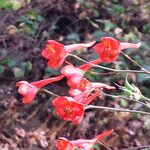 Delphinium cardinale Hábito