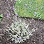 Lavandula angustifolia Žiedas