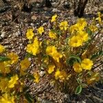 Oxalis hirsutissima