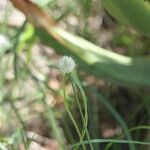 Cyperus alatus Цветок