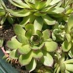 Sempervivum tectorum叶