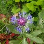 Cyanus triumfettii Flower