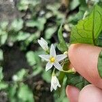 Solanum nigrumКветка