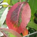 Viburnum prunifolium Leaf