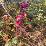 Symphoricarpos orbiculatus Frucht