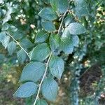 Cotoneaster acutifolius Leaf