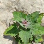 Chenopodium giganteum Blatt