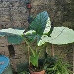 Alocasia odora Liść