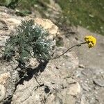 Artemisia glacialis Celota