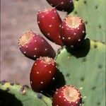 Opuntia engelmannii Frutto