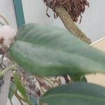 Anthurium scandens Hoja