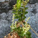 Leucothoe davisiae Fiore