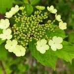 Viburnum sargentii Flower