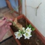 Nothoscordum gracile പുഷ്പം