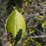 Rhamnus alaternus Blad