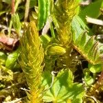 Selaginella selaginoides Folha