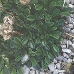 Globularia meridionalis Leaf