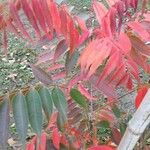 Rhus succedanea Lapas