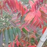 Toxicodendron succedaneum Leaf