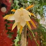 Disocactus anguliger Flower