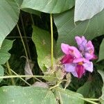 Pueraria montana Blomst