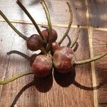Crinum viviparum Fruit